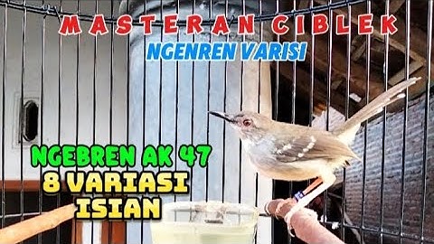 Ciblek Gacor ngebren variasi 8 lagu isian, Masteran ciblek ngebren variasi