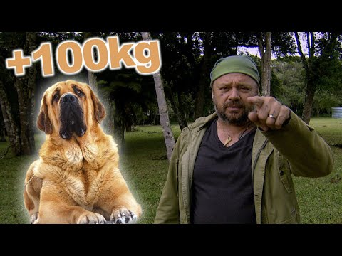 MASTIM ESPANHOL, UM CACHORRO GIGANTESCO! | RICHARD RASMUSSEN