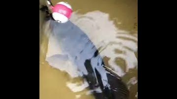 Ardent Smart Cull System