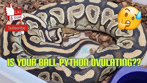 How to know if your Ball Python is Ovulating!