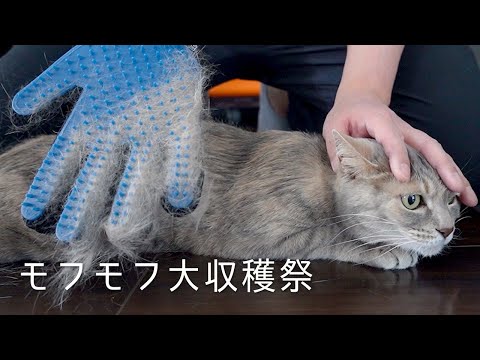 モフモフハンドと箱入り猫娘 | #モアクリ Vlog051