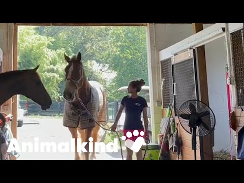 Couple rehabilitates even the toughest of horses | Animalkind