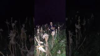 be quiet in place sleep #shortvideo #animalsshorts #trendingshorts #wildshorts