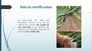 Tipos de raices