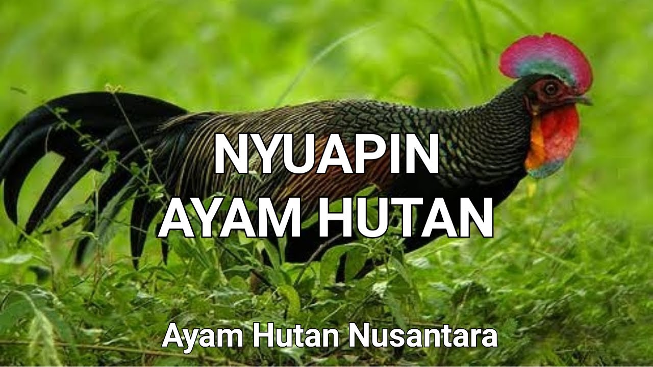 NYUAPIN AYAM HUTAN BERGANTIAN BIAR GA ADA YANG REBUTAN 