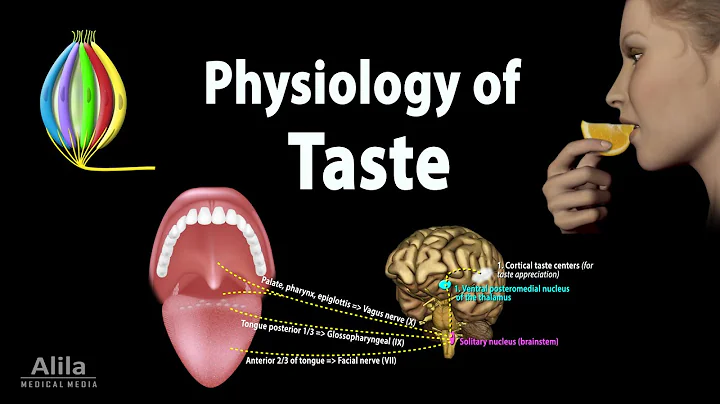 Taste: Anatomy and Physiology, Animation - DayDayNews