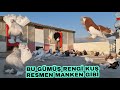 SÜS KUŞLARINI UÇURDUK MUHTEŞEM YERLİ ÜRETİM RUS KUŞLARI ESKİ PEMBE KÖŞKÜN SAHİBİ AGAKÖYLÜ EREN