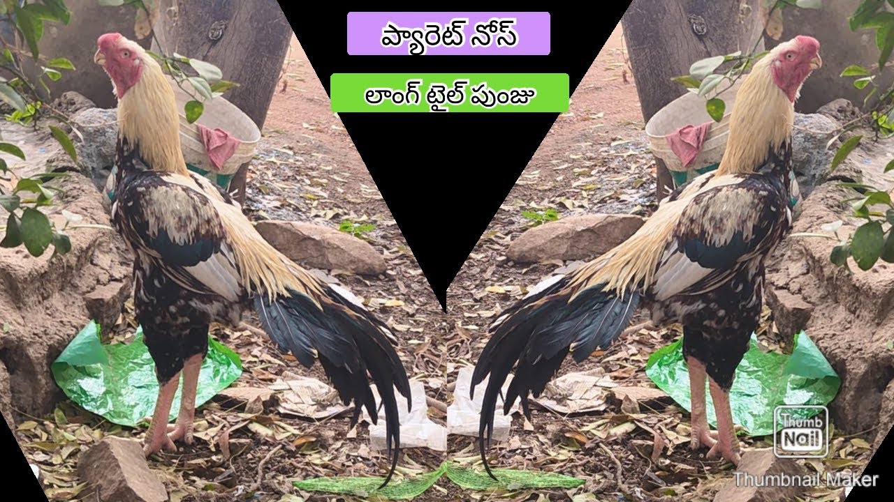 Parrot Beak Long Tail Rooster | 7095820028 | Video 2696 | Rythu Market 2
