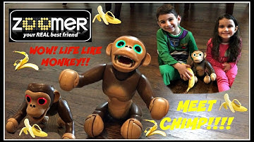 Zoomer Chimp Review!!! Life like Monkey Goes Bananas!! Does Tricks & Flips