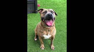 🐶 Adoptable Banner #A1934011 in shelter since 09/15/2025