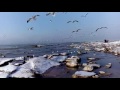 Seagulls fly over the sea shore   Чайки кружат над берегом моря