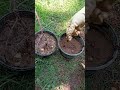#plantando una plantita pequeñas #naturaleza