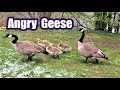 Protective Angry Hissing Geese Parent With Baby Goose Attacking Me - 4K