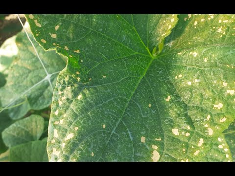 Video: Pastrnjak sa mrljama na lišću: Šta uzrokuje fleke na biljkama pastrnjaka