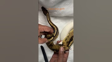 My first female pied. Breeding this year