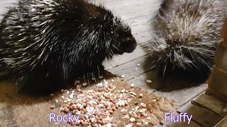 Rocky, the Grumpy Porcupine Profile