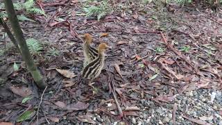 cassowary chicks fighting, 2