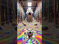虹色の夢だった!kitten‘s dream#catvideos #cutecat#trendingshorts #catlover