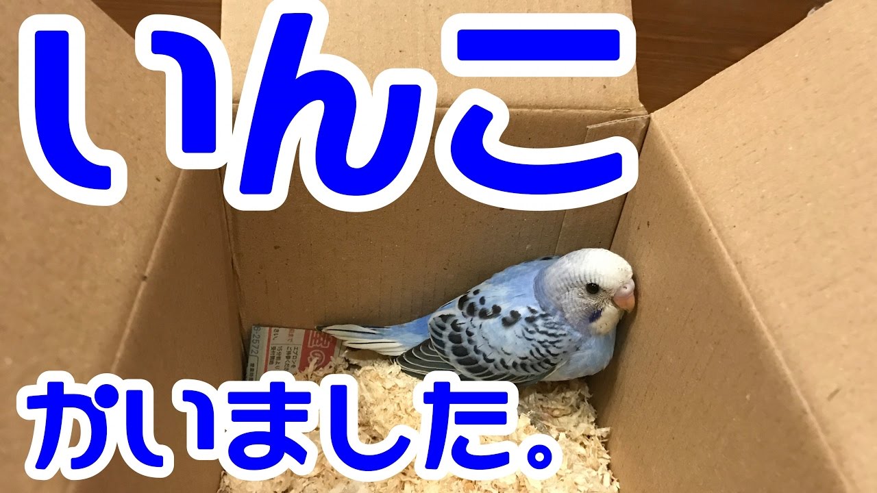 セキセイインコ雛飼いました 手乗りかわいい綺麗な青オパーリンバイオレット生後一ヶ月 Youtube