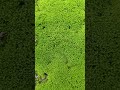 क्या आपने कभी काई (Lichens) को कैमरे से Zoom करके देखा है, यदि नहीं तो ये Video देखो