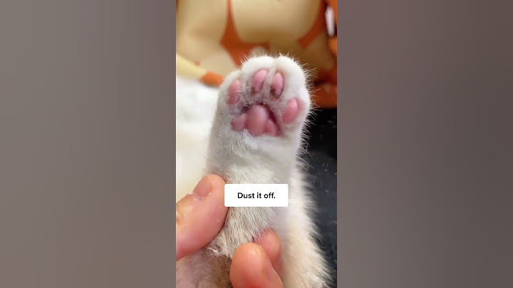 Daily Cat’s Toebeans Care 🐾✨