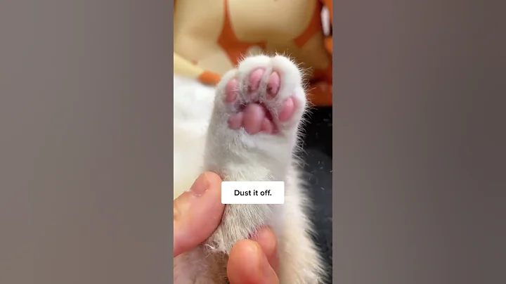Daily Cat’s Toebeans Care 🐾✨ - DayDayNews