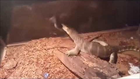 How it feels to chew 5 gum