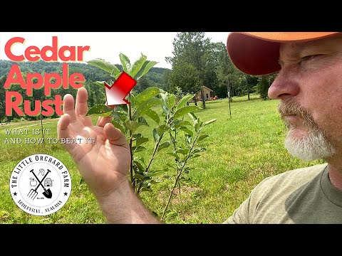 Video: Cedar Apple Rust Disease: hoe cederappel roest op appelbomen te voorkomen