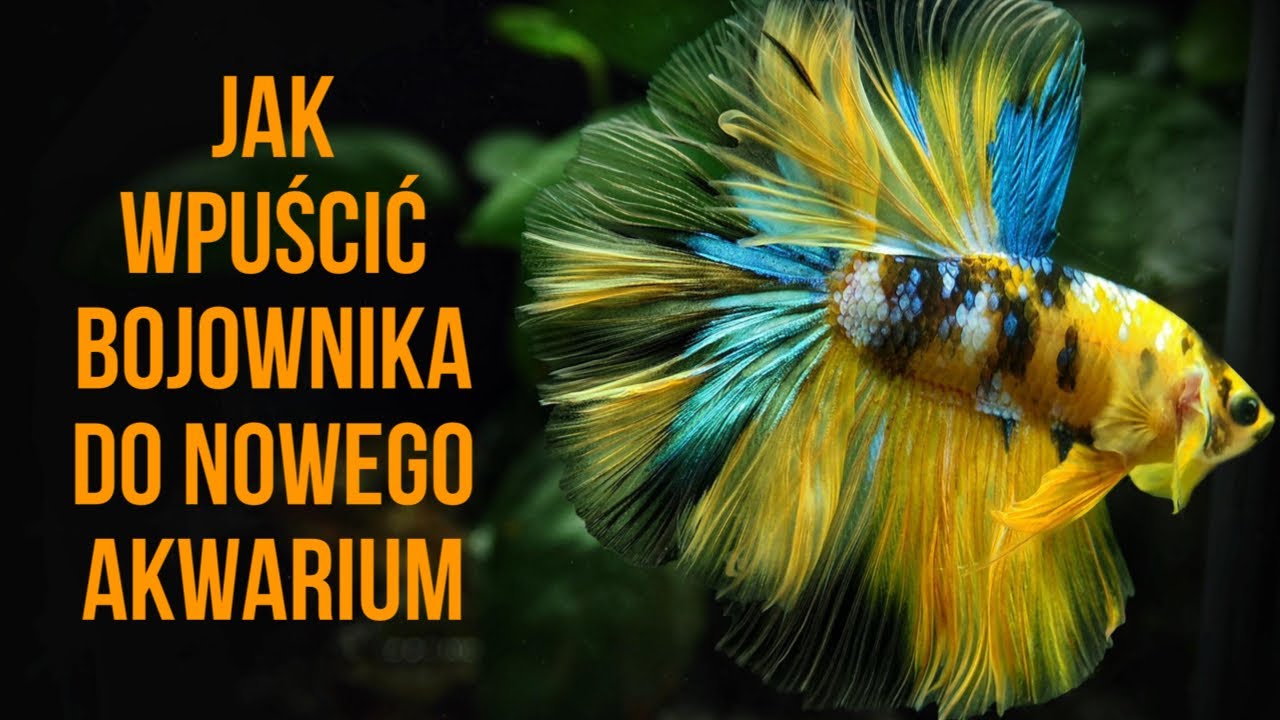 Как поселить петушка в новый аквариум (ВНИМАНИЕ: ВКЛЮЧИТЕ СУБТИТРЫ)