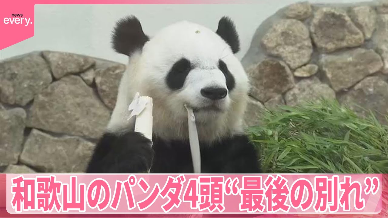 【和歌山】パンダ4頭“最後の別れ”　「言葉にならない」涙も…