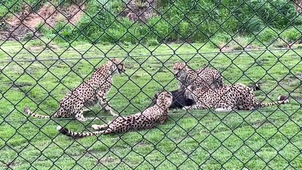 Hamilton Zoo, New Zealand -Cheetah meal time