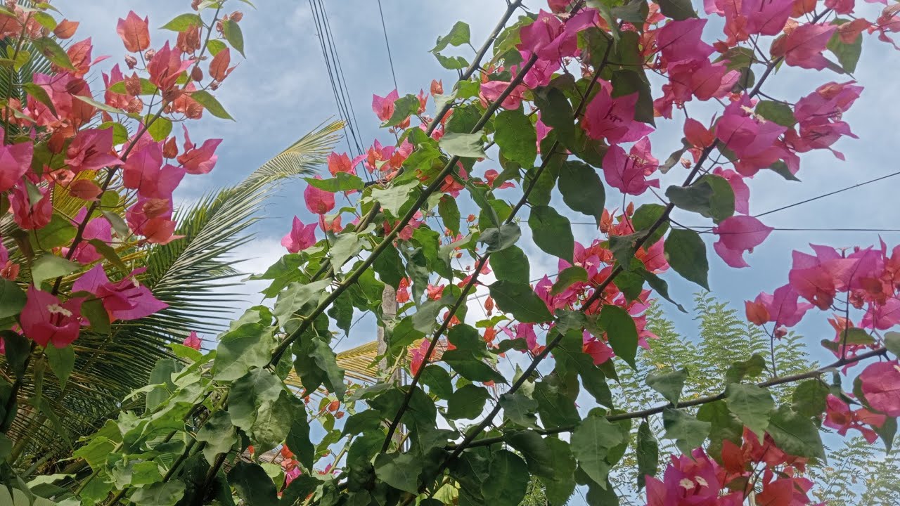 വീട്ടുമുറ്റത്തെപൂന്തോട്ടം🌸| My Home Garden Tour Malayalam lHD