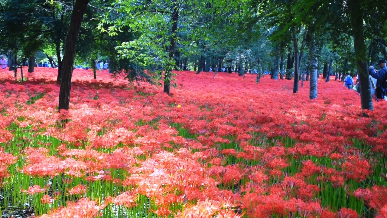 真っ赤に燃える巾着田の500万本曼珠沙華 彼岸花 見ごろ 5 000 000 Cluster Amaryllis Best Time In A Rice Field To A Margin Youtube