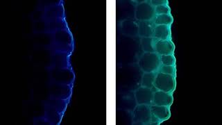 The Hidden Trade-off: How Light Strengthens Plants by Slowing Their Growth