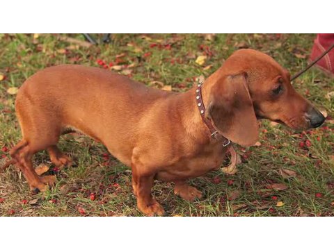 a german breed of dog with a long body and short legs