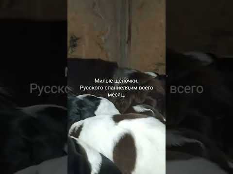 Русский спаниель.
