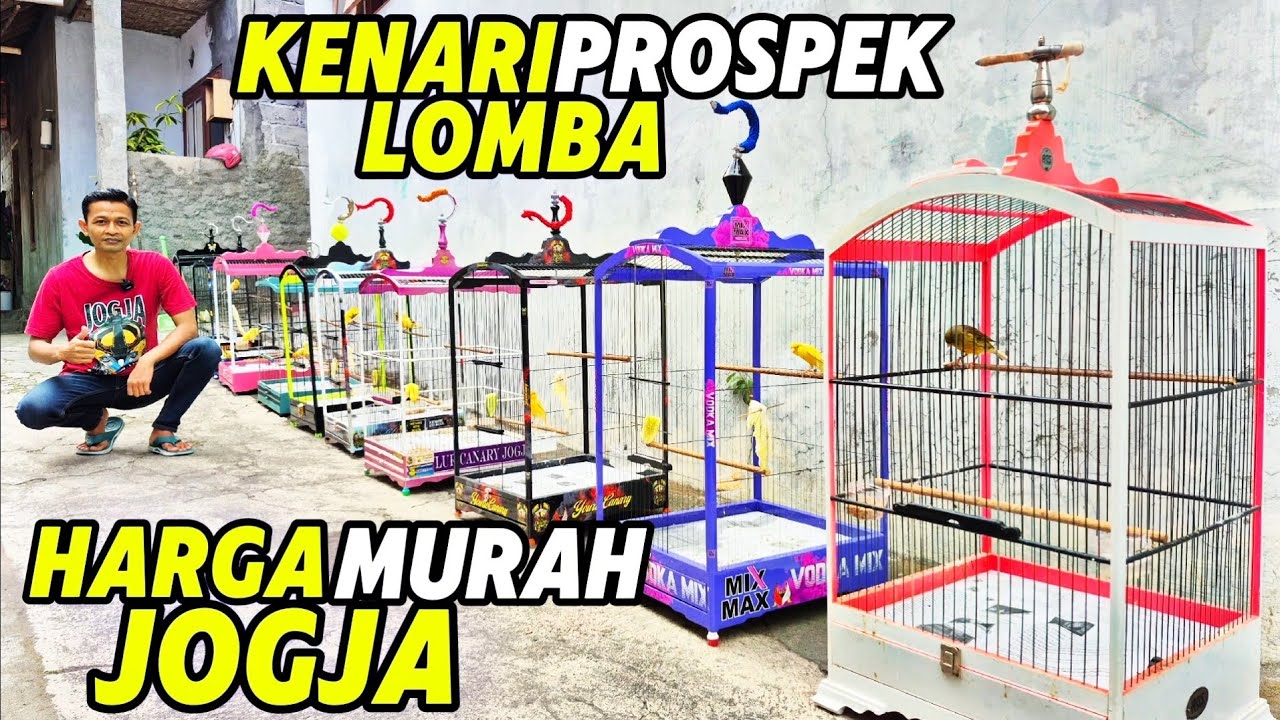 KENARI PROSPEK LOMBA‼️Harga MURAH banyak PILIHAN....