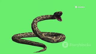 Anaconda vs Python: The Ultimate Showdown!#AnacondaVsPython #SnakeComparison #WildlifeBattle
