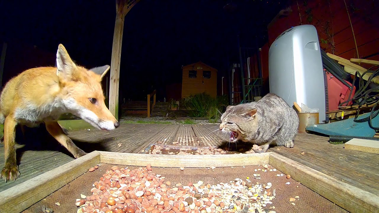 Fox And Cat Standoff.