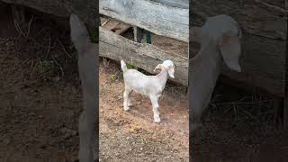 Goat Life: New Babies#3