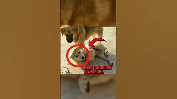 Did Rocky Actually Beat King Charles? 😱 #dog #animals