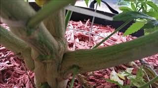 TwizTD RooTZ grow off 2020 update
