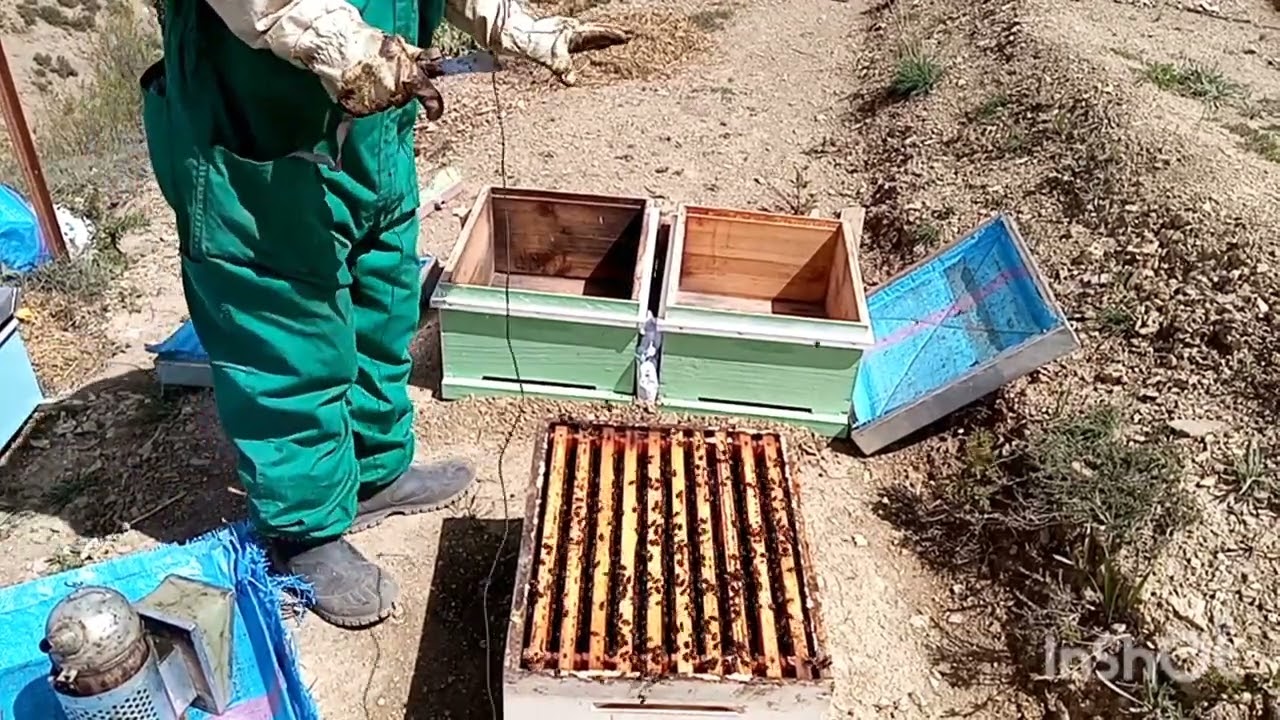 تقسيم النحل ببساطة و باتقان ( الجزء الاول)