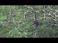Singe Araignée - Geoffroy&#39;s spider monkey - Tikal, Guatemala