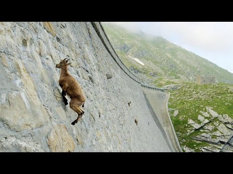 Vidéo: Quels arbres sont dans les montagnes Rocheuses?