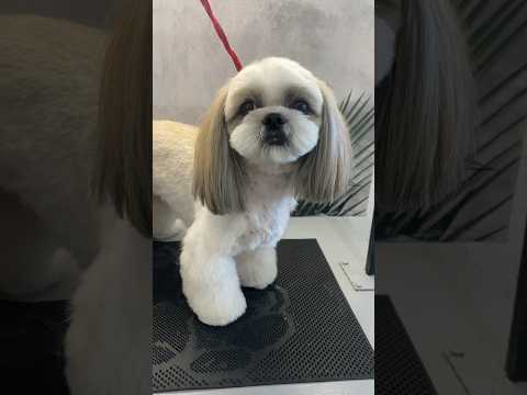 Стрижка ши-тцу. Полный комплекс услуг #dog #viral #pet #собака #animal #doglover #happy #puppy #cat
