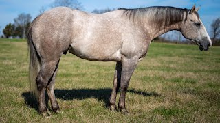 Trever 2019 AQHA Gelding