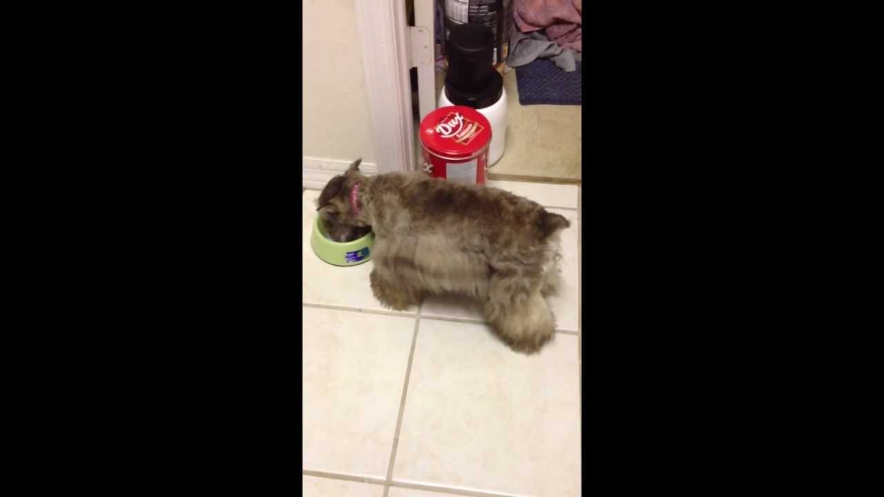 Puppy wags her tail while eating! Good advertisement for Purina Dog