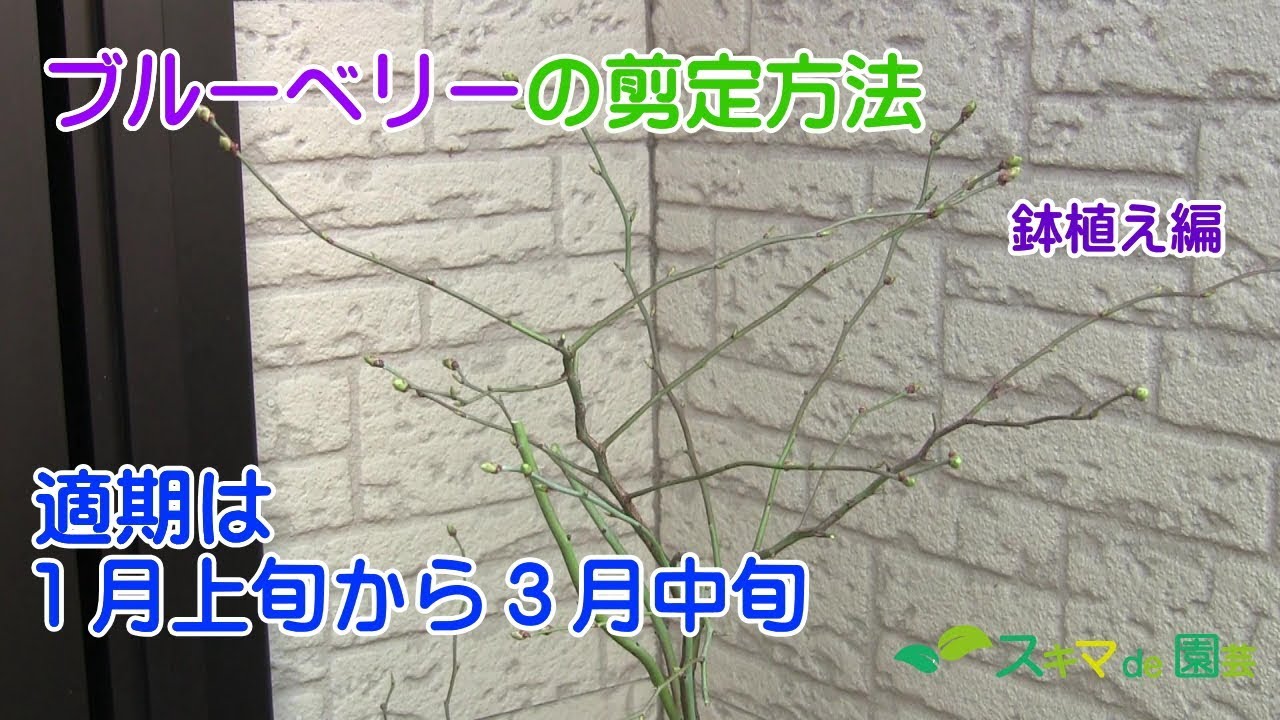 果樹 鉢植えブルーベリーの剪定方法 スキマde園芸 Youtube