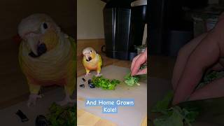 Little Parrot's morning meal prep routine! #parrot #petbird #tutorial